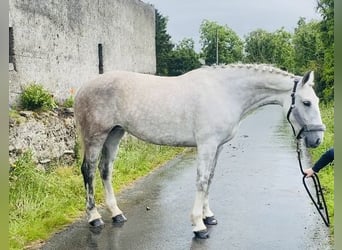Draft Horse, Giumenta, 8 Anni, 166 cm, Grigio