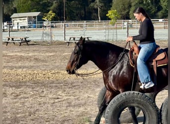 Draft Horse, Giumenta, 8 Anni, Morello