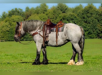 Draft Horse Mix, Giumenta, 9 Anni, 152 cm, Roano blu
