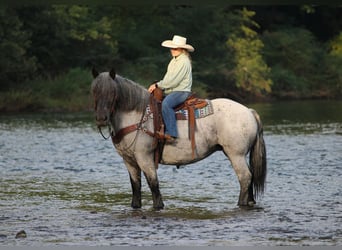 Draft Horse Mix, Giumenta, 9 Anni, 152 cm, Roano blu