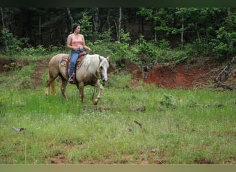 Draft Horse, Giumenta, 9 Anni, 155 cm, Palomino