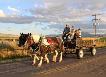 Draft Horse, Giumenta, 9 Anni, 163 cm, Morello