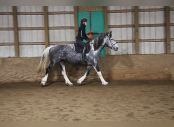 Draft Horse, Giumenta, 9 Anni, 168 cm, Tobiano-tutti i colori