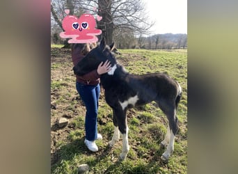 Draft Horse Mix, Giumenta, , Tobiano-tutti i colori