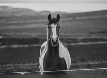 Draft Horse Mix, Mare, 10 years, 16.1 hh, Pinto