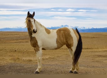 Draft Horse Mix, Mare, 10 years, 16.1 hh, Pinto