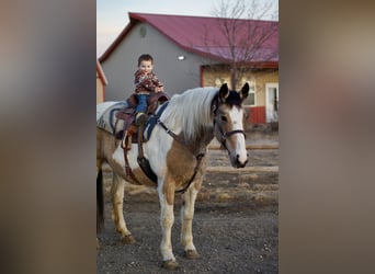 Draft Horse Mix, Mare, 10 years, 16.1 hh, Pinto