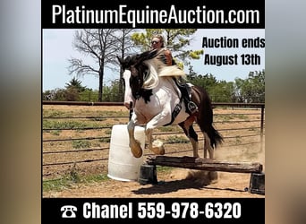 Draft Horse, Mare, 10 years, 16,1 hh, Tobiano-all-colors