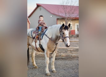 Draft Horse Mix, Mare, 10 years, 16,1 hh, Pinto