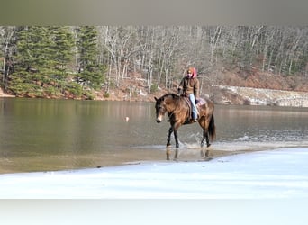 Draft Horse Mix, Mare, 11 years, 15.3 hh, Bay