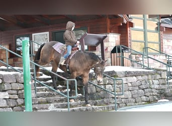 Draft Horse Mix, Mare, 11 years, 15.3 hh, Bay