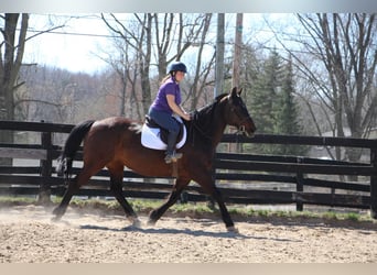 Draft Horse, Mare, 11 years, 16,1 hh, Bay