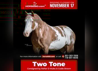 Draft Horse Mix, Mare, 11 years, 16 hh, Sabino