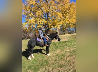 Draft Horse, Mare, 11 years, Black