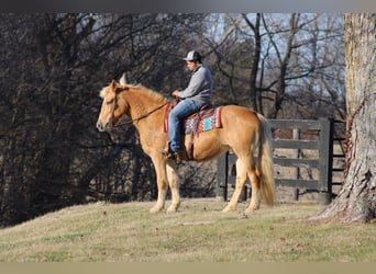 Draft Horse, Mare, 12 years, Palomino