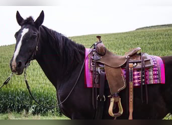 Draft Horse, Mare, 13 years, 15,2 hh, Black