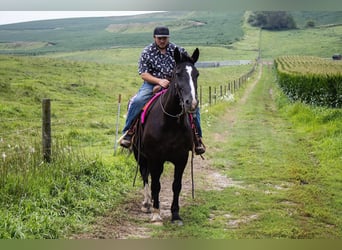 Draft Horse, Mare, 13 years, 15,2 hh, Black