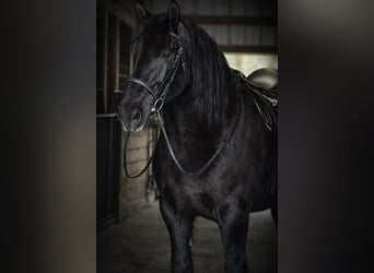 Draft Horse, Mare, 13 years, 16.1 hh, Black
