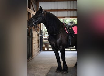 Draft Horse, Mare, 13 years, 16.1 hh, Black