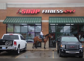 Draft Horse, Mare, 13 years, 16,2 hh, Bay