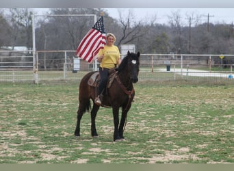 Draft Horse, Mare, 13 years, 16 hh, Black