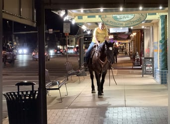 Draft Horse, Mare, 13 years, 16 hh, Black