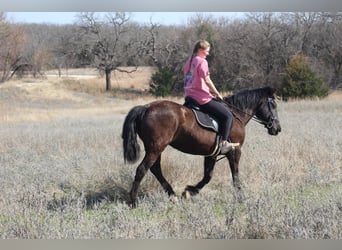 Draft Horse, Mare, 13 years, 16 hh, Black