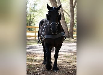 Draft Horse, Mare, 13 years, 16,1 hh, Black