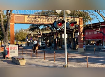 Draft Horse, Mare, 14 years, 16.1 hh, Bay Draft Horse, Mare, 14 years, 16.1 hh, Bay