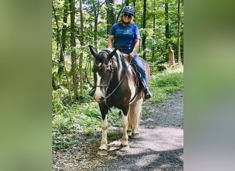 Draft Horse, Mare, 14 years, 16 hh, Pinto