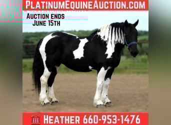 Draft Horse, Mare, 14 years, 16,3 hh, Tobiano-all-colors