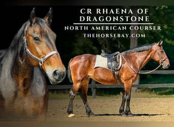 Draft Horse, Mare, 14 years, Bay