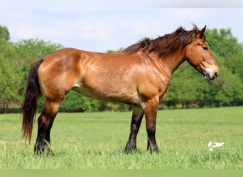 Draft Horse, Mare, 15 years, 16.1 hh, Bay