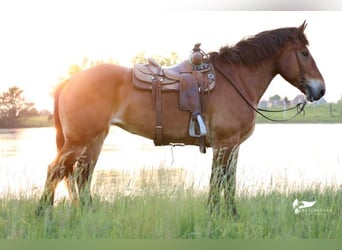 Draft Horse, Mare, 15 years, 16.1 hh, Bay