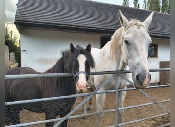 Draft Horse, Mare, 18 years, 17 hh, Grey