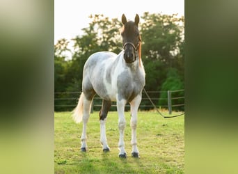 Draft Horse, Mare, 1 year, 14,1 hh, Tobiano-all-colors