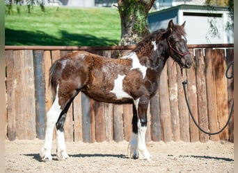 Draft Horse, Mare, 2 years, 13.2 hh, Tobiano-all-colors