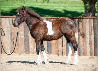 Draft Horse, Mare, 2 years, 13.2 hh, Tobiano-all-colors