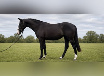 Draft Horse, Mare, 2 years, 16.1 hh, Black