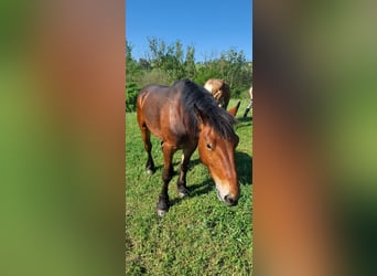 Draft Horse, Mare, 2 years, Smoky-Black