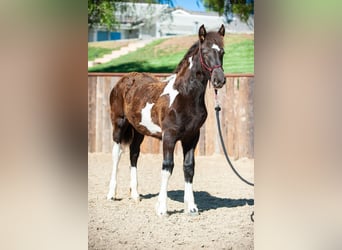 Draft Horse, Mare, 2 years, Tobiano-all-colors