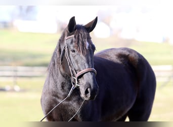 Draft Horse Mix, Mare, 3 years, 15.1 hh, Pinto