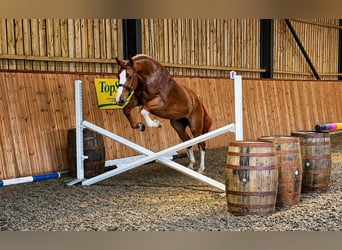 Draft Horse, Mare, 3 years, 16.3 hh, Chestnut