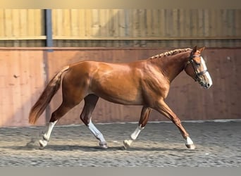 Draft Horse, Mare, 3 years, 16.3 hh, Chestnut