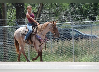 Draft Horse, Mare, 3 years, 16,2 hh, Roan-Red