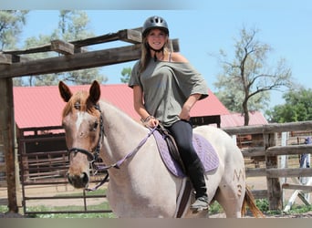 Draft Horse, Mare, 3 years, 16,2 hh, Roan-Red