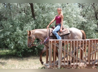 Draft Horse, Mare, 3 years, 16,2 hh, Roan-Red