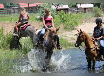 Draft Horse, Mare, 3 years, 16,2 hh, Roan-Red