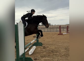 Draft Horse, Mare, 3 years, 17 hh, Bay