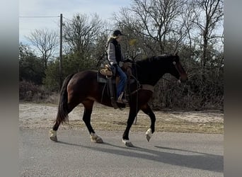 Draft Horse, Mare, 3 years, 17 hh, Bay